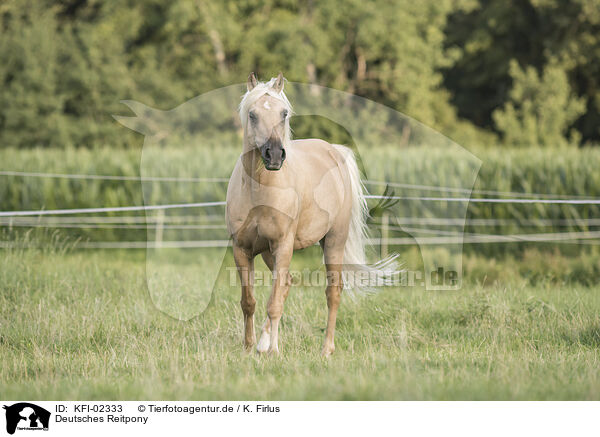 Deutsches Reitpony / German Riding Pony / KFI-02333