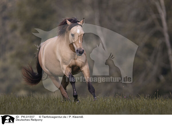 Deutsches Reitpony / German Riding Pony / PK-01557