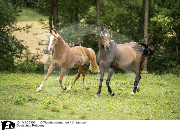 Deutsches Reitpony / German Riding Pony / VJ-05303