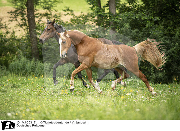 Deutsches Reitpony / German Riding Pony / VJ-05317