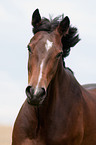 Deutsches Reitpony Portrait