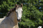 Deutsches Reitpony Fohlen