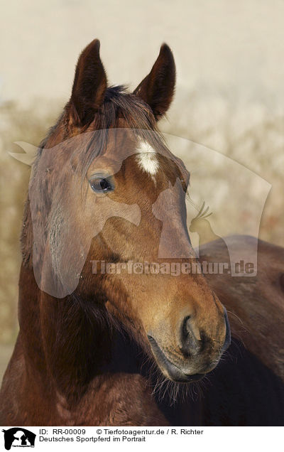 Deutsches Sportpferd im Portrait / horse portrait / RR-00009