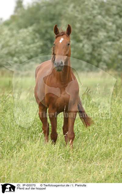 Pferd auf der koppel / standing horse / IP-00070