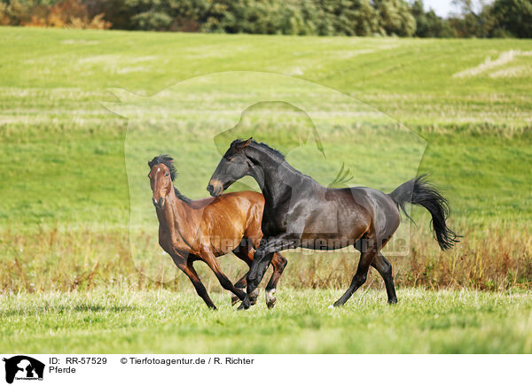 Pferde / horses / RR-57529
