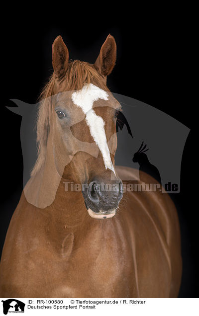 Deutsches Sportpferd Portrait / German Sport Horse Portrait / RR-100580