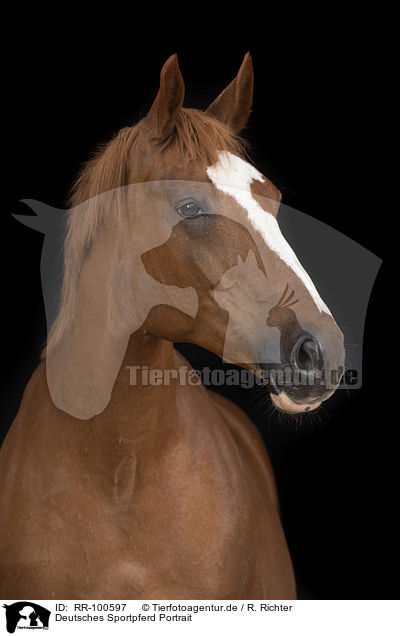 Deutsches Sportpferd Portrait / German Sport Horse Portrait / RR-100597
