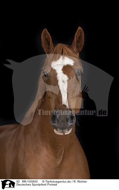 Deutsches Sportpferd Portrait / German Sport Horse Portrait / RR-100600