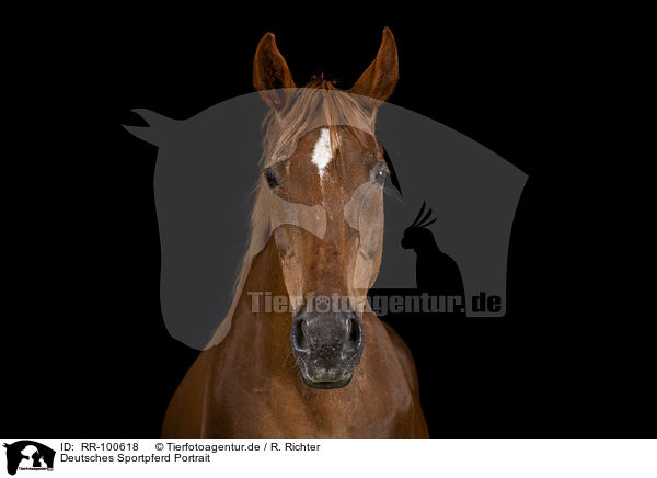 Deutsches Sportpferd Portrait / German Sport Horse Portrait / RR-100618