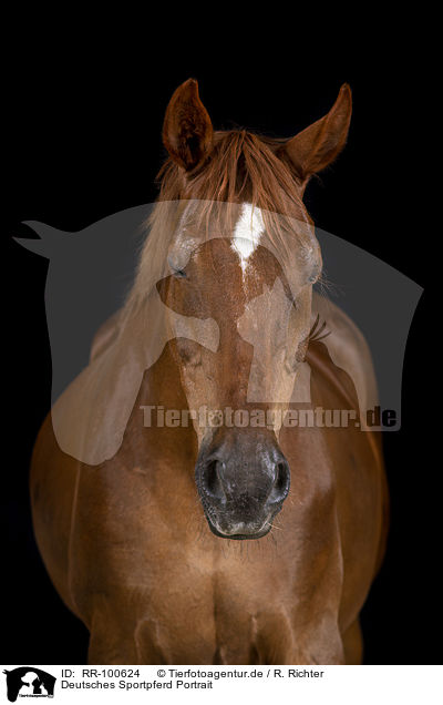Deutsches Sportpferd Portrait / German Sport Horse Portrait / RR-100624