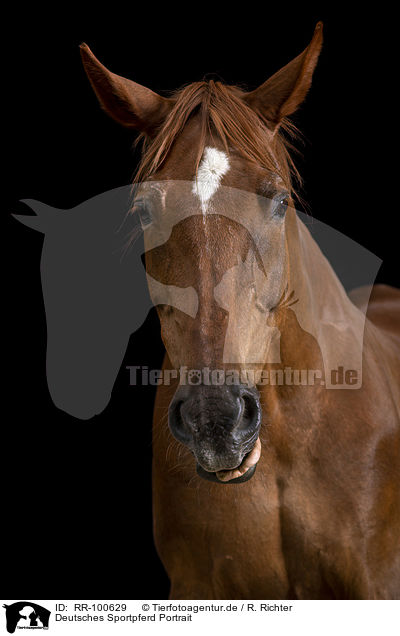 Deutsches Sportpferd Portrait / German Sport Horse Portrait / RR-100629