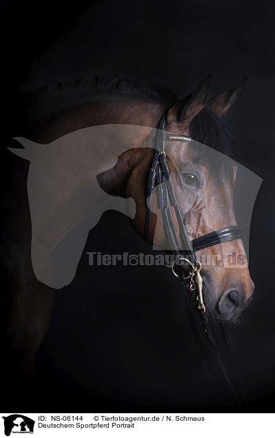 Deutschem Sportpferd Portrait / German Sport Horse portrait / NS-06144