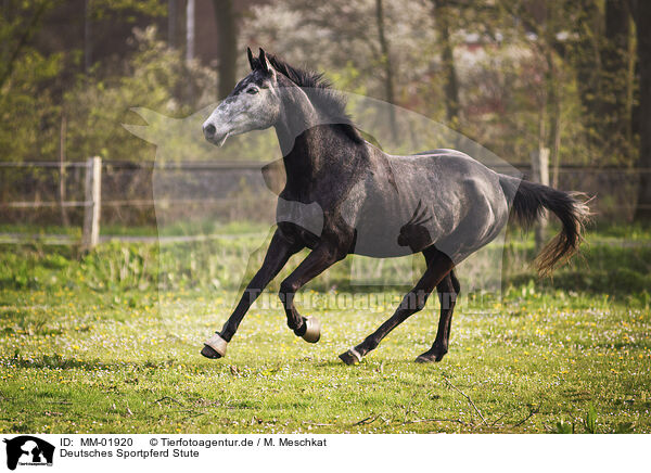 Deutsches Sportpferd Stute / German Sport Horse mare / MM-01920