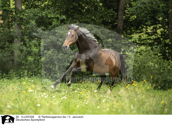 Deutsches Sportpferd / German Sport Horse / VJ-05308