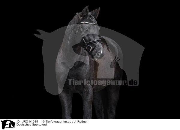 Deutsches Sportpferd / German Sport Horse / JRO-01645