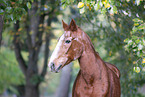 Deutsches Sportpferd