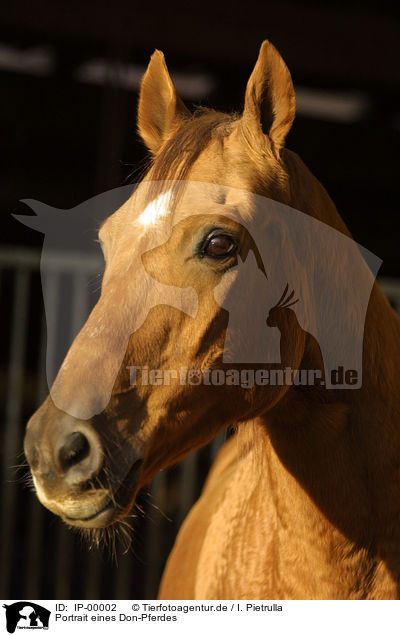 Portrait eines Don-Pferdes / IP-00002