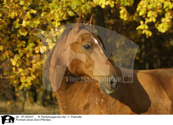 Portrait eines Don-Pferdes / horse portrait / IP-00007