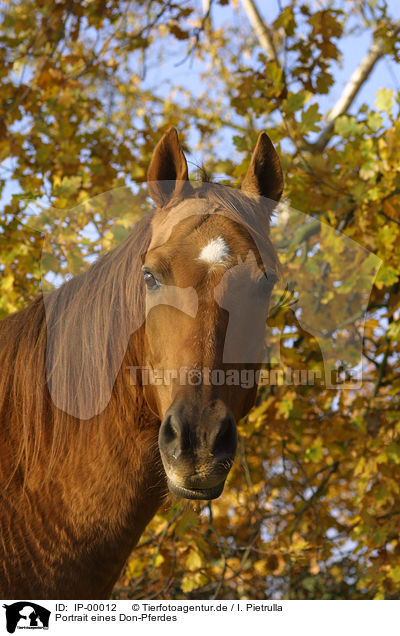 Portrait eines Don-Pferdes / horse portrait / IP-00012