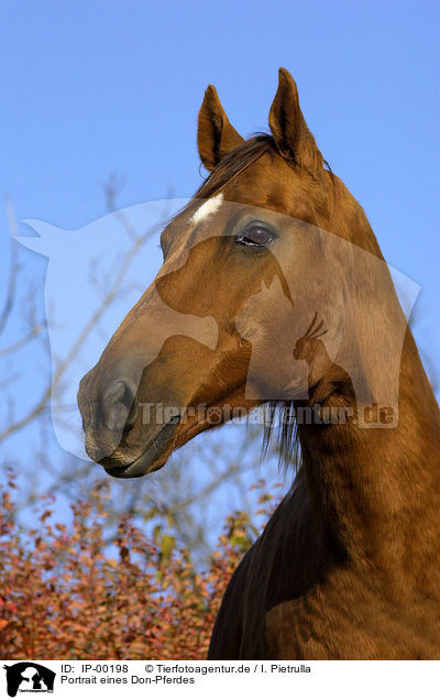 Portrait eines Don-Pferdes / IP-00198