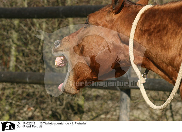 Don-Pferd Portrait / IP-02213