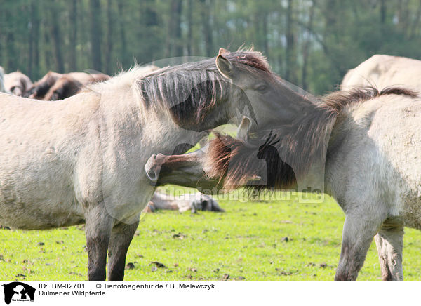 Dlmener Wildpferde / horses / BM-02701