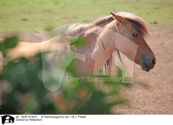 Dlmener Wildpferd / Dulmen Pony / WJP-01443