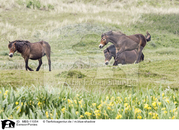 Exmoor-Ponies / Exmoor Ponies / MBS-11054