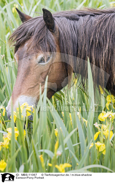 Exmoor-Pony Portrait / Exmoor Pony Portrait / MBS-11067