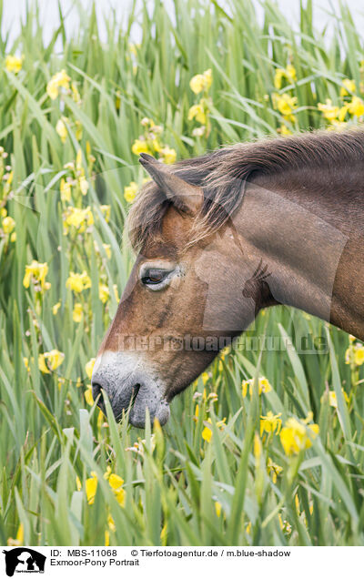 Exmoor-Pony Portrait / Exmoor Pony Portrait / MBS-11068