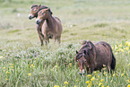 Exmoor-Ponies