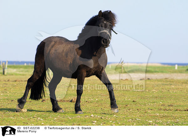 Merens Pony / SST-02238