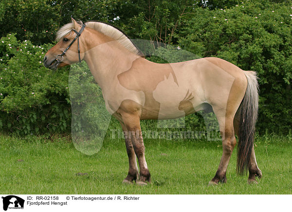 Fjordpferd Hengst / stallion / RR-02158