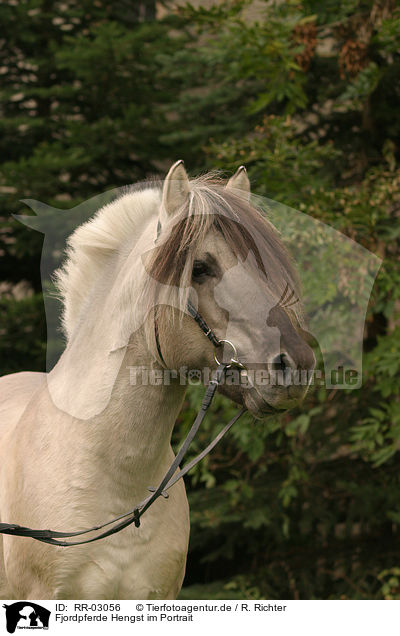 Fjordpferde Hengst im Portrait / stallion / RR-03056