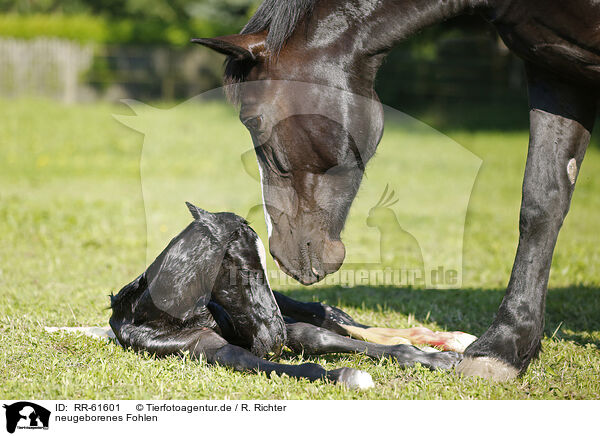 neugeborenes Fohlen / newborn foal / RR-61601