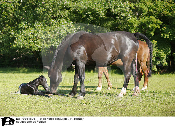 neugeborenes Fohlen / newborn foal / RR-61606