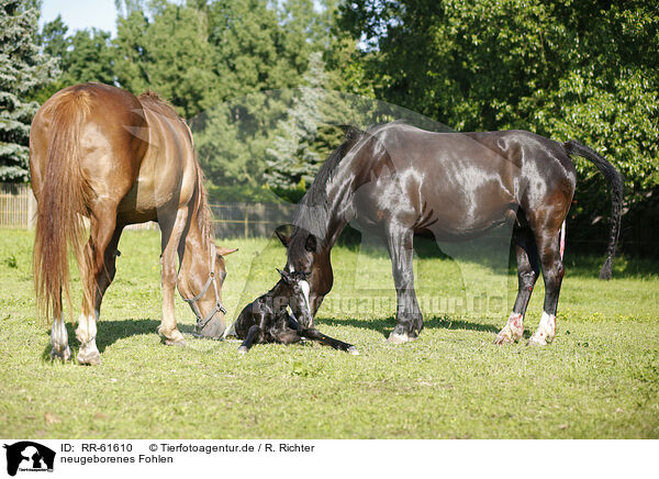 neugeborenes Fohlen / newborn foal / RR-61610