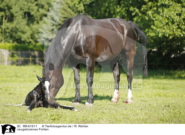 neugeborenes Fohlen / newborn foal / RR-61611