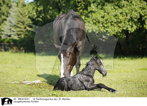 neugeborenes Fohlen / newborn foal / RR-61631