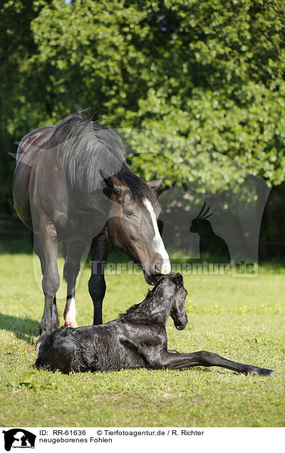 neugeborenes Fohlen / newborn foal / RR-61636