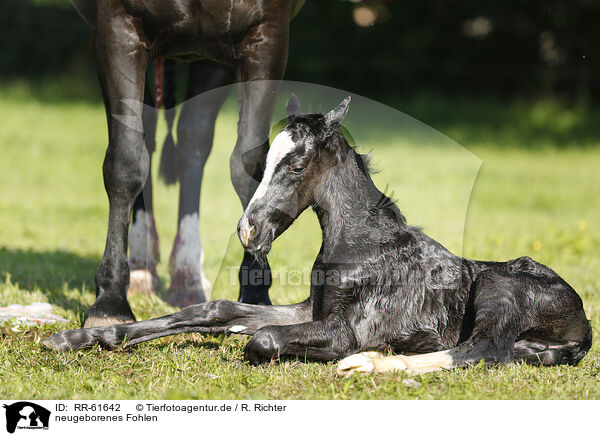 neugeborenes Fohlen / newborn foal / RR-61642