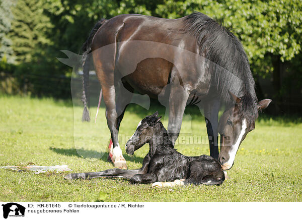neugeborenes Fohlen / newborn foal / RR-61645