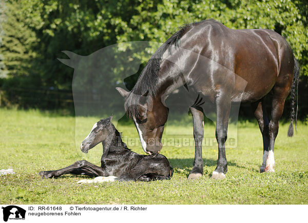 neugeborenes Fohlen / newborn foal / RR-61648