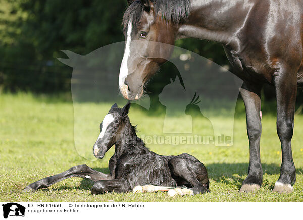 neugeborenes Fohlen / newborn foal / RR-61650