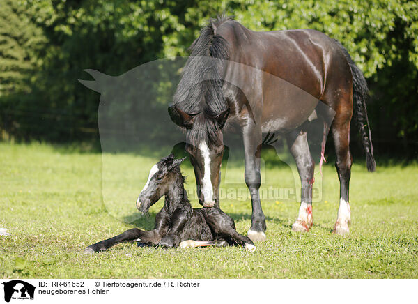 neugeborenes Fohlen / newborn foal / RR-61652