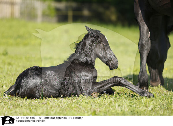 neugeborenes Fohlen / newborn foal / RR-61656