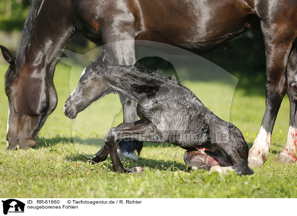 neugeborenes Fohlen / newborn foal / RR-61660