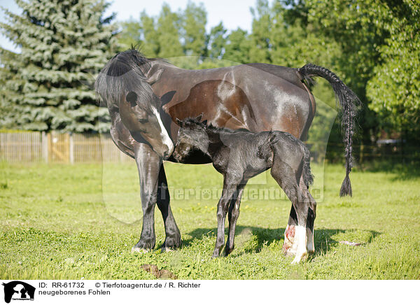 neugeborenes Fohlen / newborn foal / RR-61732