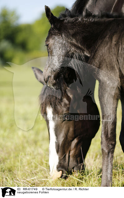 neugeborenes Fohlen / newborn foal / RR-61749