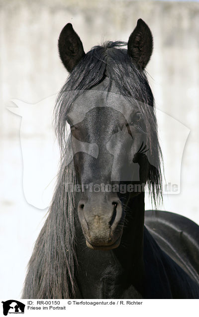 Friese im Portrait / Friesian horse portrait / RR-00150